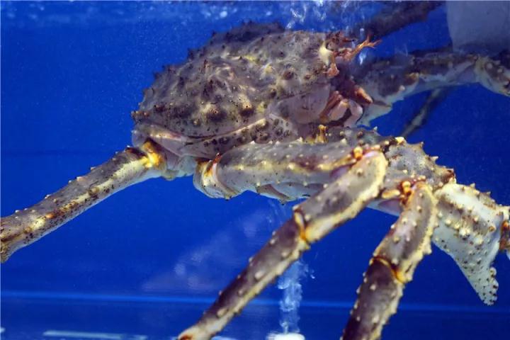 【時代儒商】膠東碼頭海鮮城淮揚菜、魯菜、海鮮超多美味！滿足您的味蕾~~